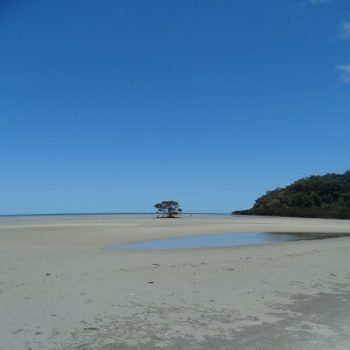Daintree Rainforest