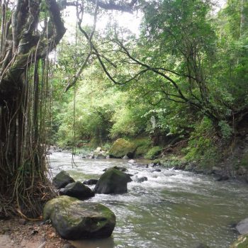 jungle Boquete