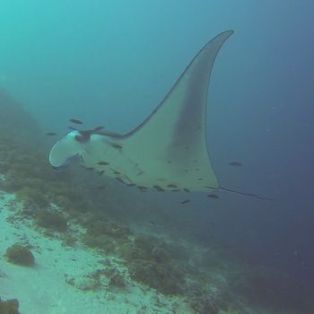 Manta's in Komodo NP