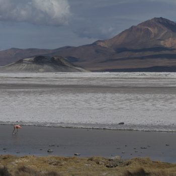 Reserva Nacional las Vicunas