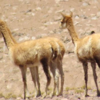 Vicunas 