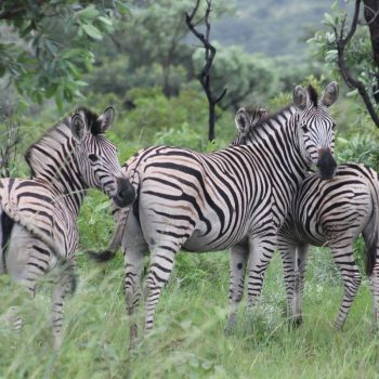 Zebra's in het Kruger Nationaal Park