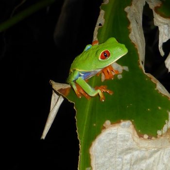 Red eyed leaf frog, Tortugero NP