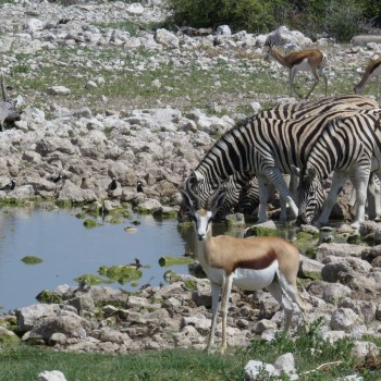 Waterhole in Etosha