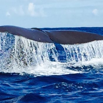 Potwhale dive