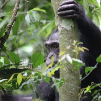 De eerste chimp gespot