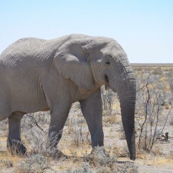 Wildlife