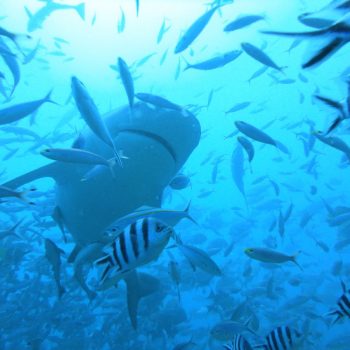 Shark Dive in Pacific Harbour