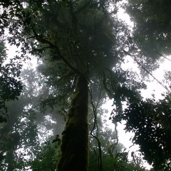 cloud forest
