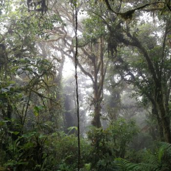 Monteverde Cloud Forest