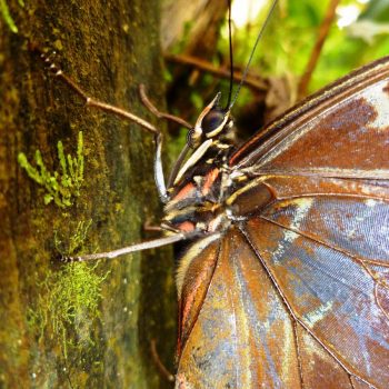 Spyrogyra Butterfly Garden, vlindertuin in San José