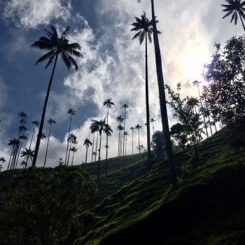 Valle de Cocora 