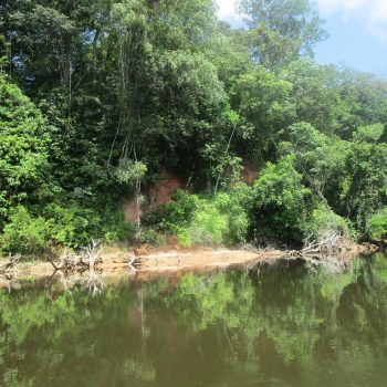 Jungle