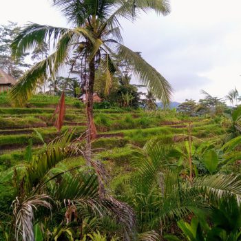 mooie natuur in Bali
