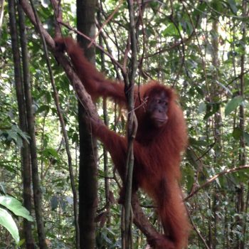 Jungle trekking Bukit Lawang