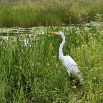 Grote zilverreiger