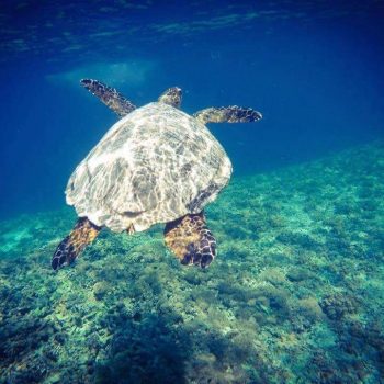 Snorkelen Gili Trawangan