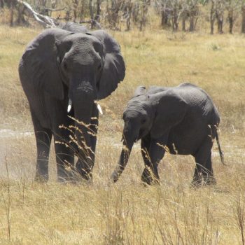 Nog meer olifanten, in Moremi NP