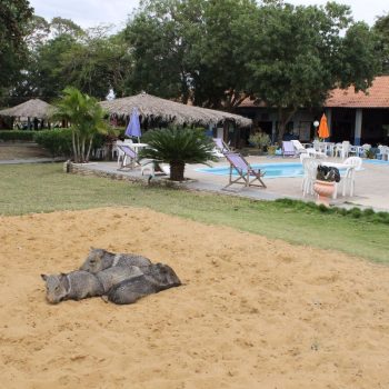 Overal dieren in de Pantanal!