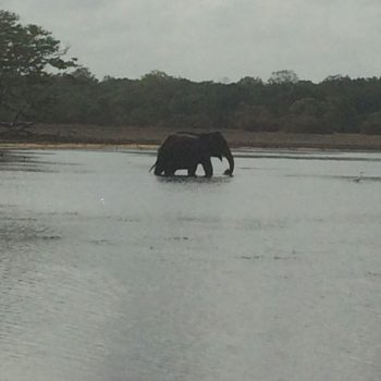 Wildlife, olifantjes!!