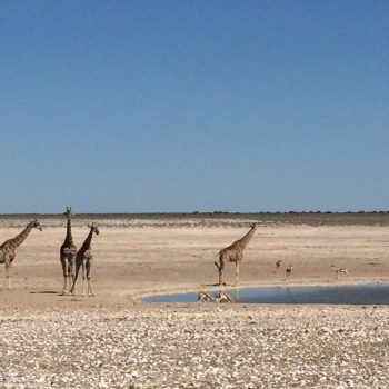 Giraffen in Etosha