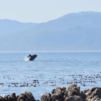 Hermanus