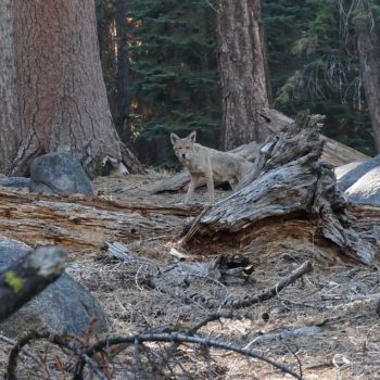 Wildlife in Yosemite