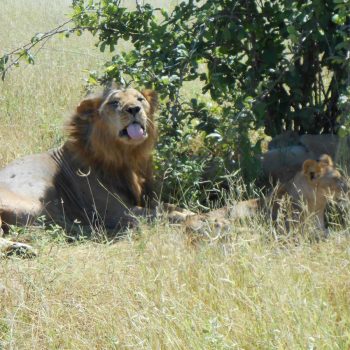 Ruaha