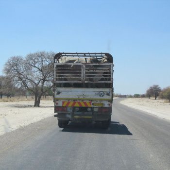 Veevervoer in Maun