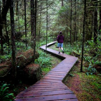rain forest trail