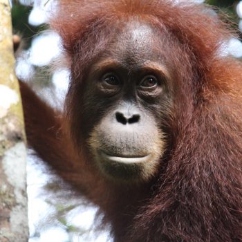 Bukit Lawang