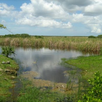 Everglades N.P.