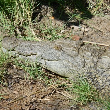 krokodil in de zon