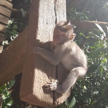 Sacred Monkey Sanctuary