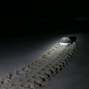 schildpad in Ras al Jinz