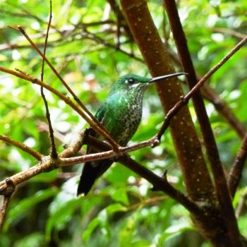 Kolibrie in Monteverde