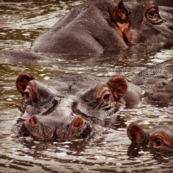 Hippopool, Masai Mara