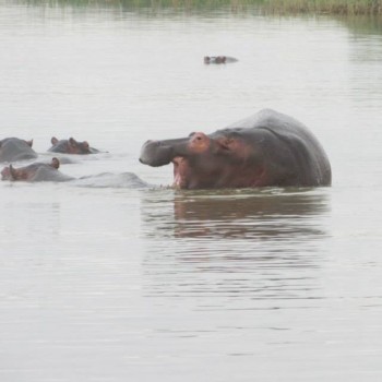 Hippos