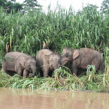 Olifanten spotten tijdens de Kinabatanganriver cruise in Borneo