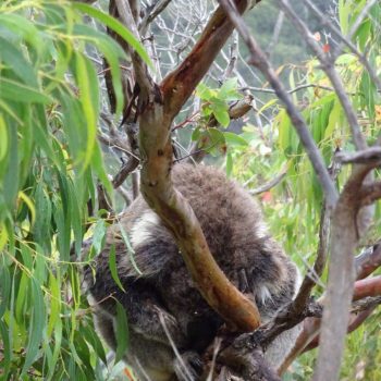 Koala, teddy's lookout