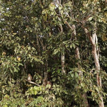 Kinabatangan
