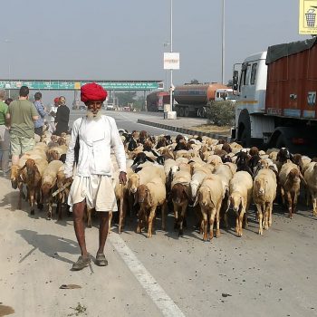 herder met zijn kudde