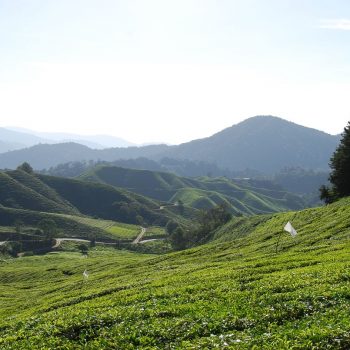cameron highlands