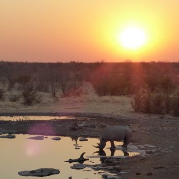 Bij het waterhole van de camping 