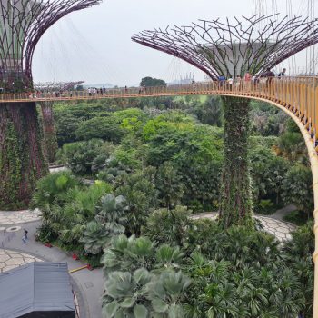 Treetop walk Gardens by the bay
