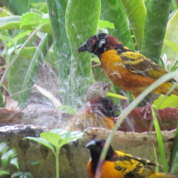 Vogels spotten in Gambia