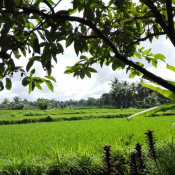 Uitzicht vanuit accomodatie Ubud