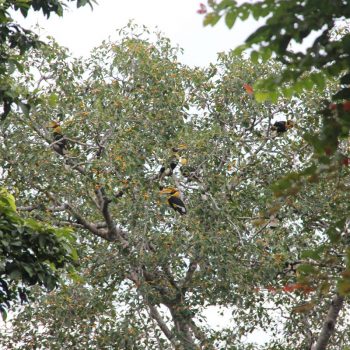 De neushoornvogels op Langkawi