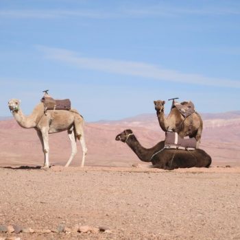 Sahara
