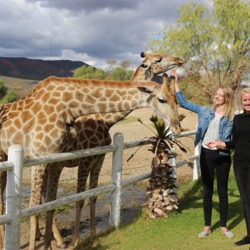 Giraffes bij Oudtshoorn